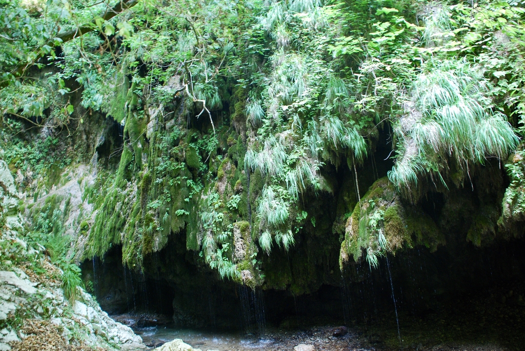 Une végétation luxuriante et une chute d'eau ruisselante.
