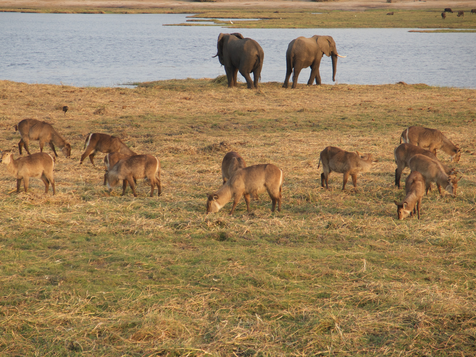 Group of antelopes grazing near a river with elephants in the background.