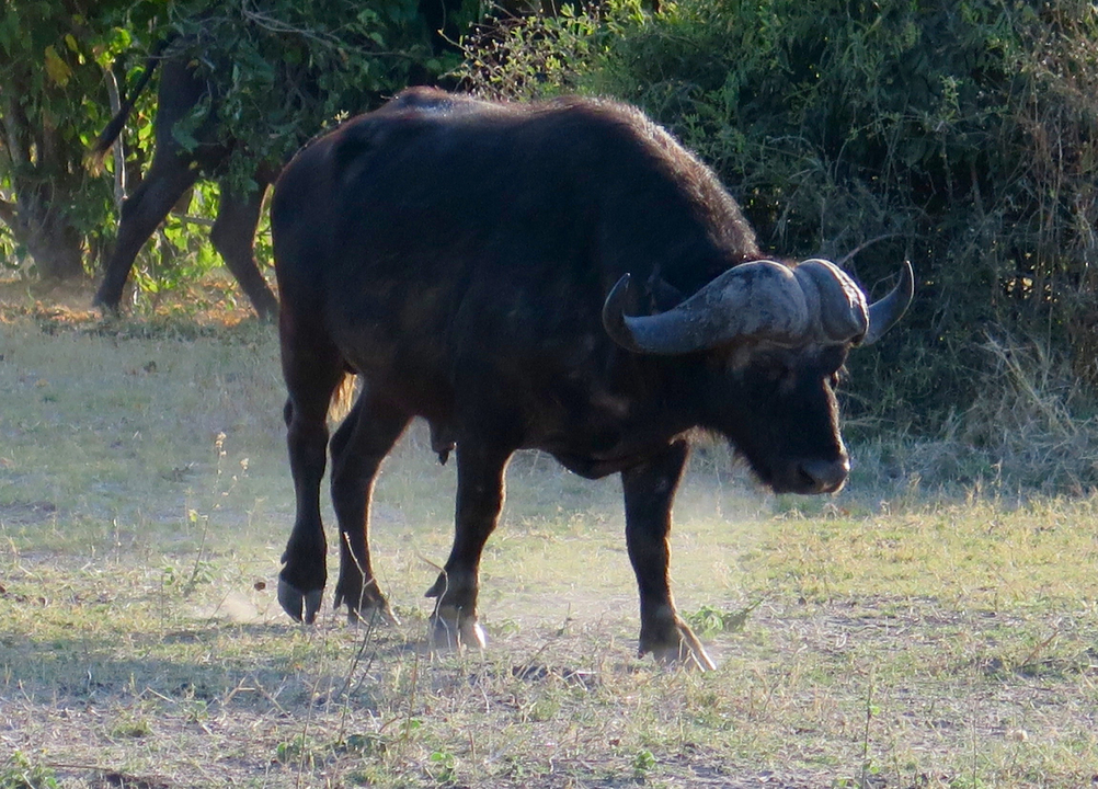 A buffalo standing on a dirt path.