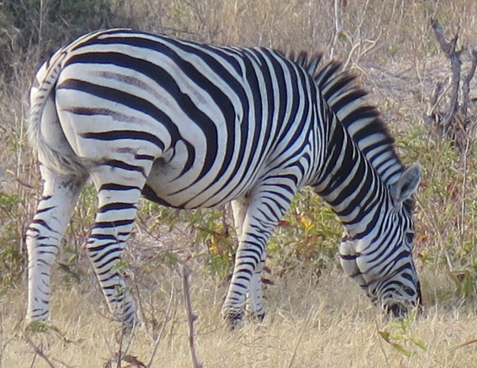 A zebra grazing in the savanna.