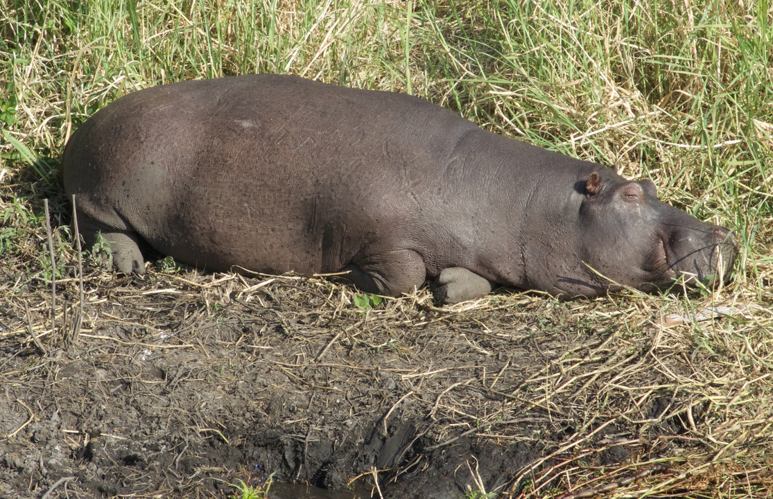A hippo resting on the grass in the sun.