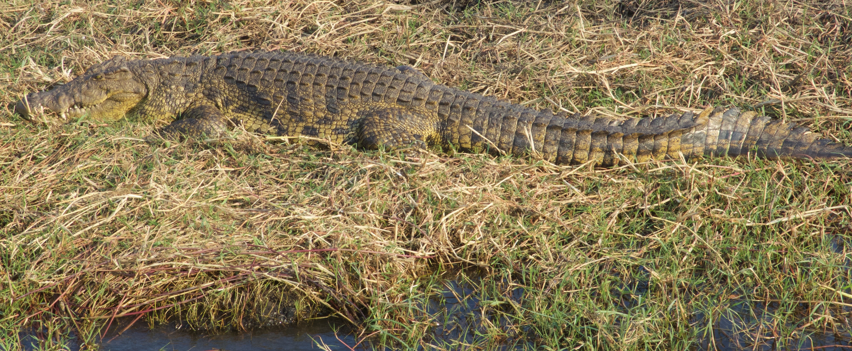 A crocodile resting on the riverbank.
