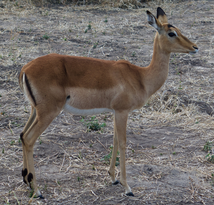 An impala standing in a dry grassland.