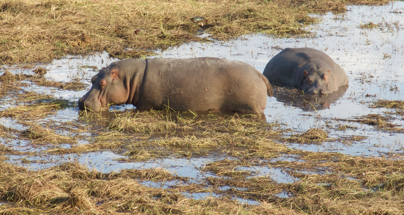 Two hippos standing in shallow water.