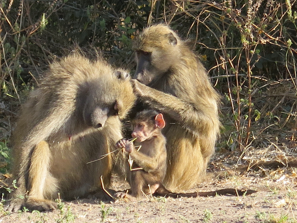 Family of baboons grooming each other.