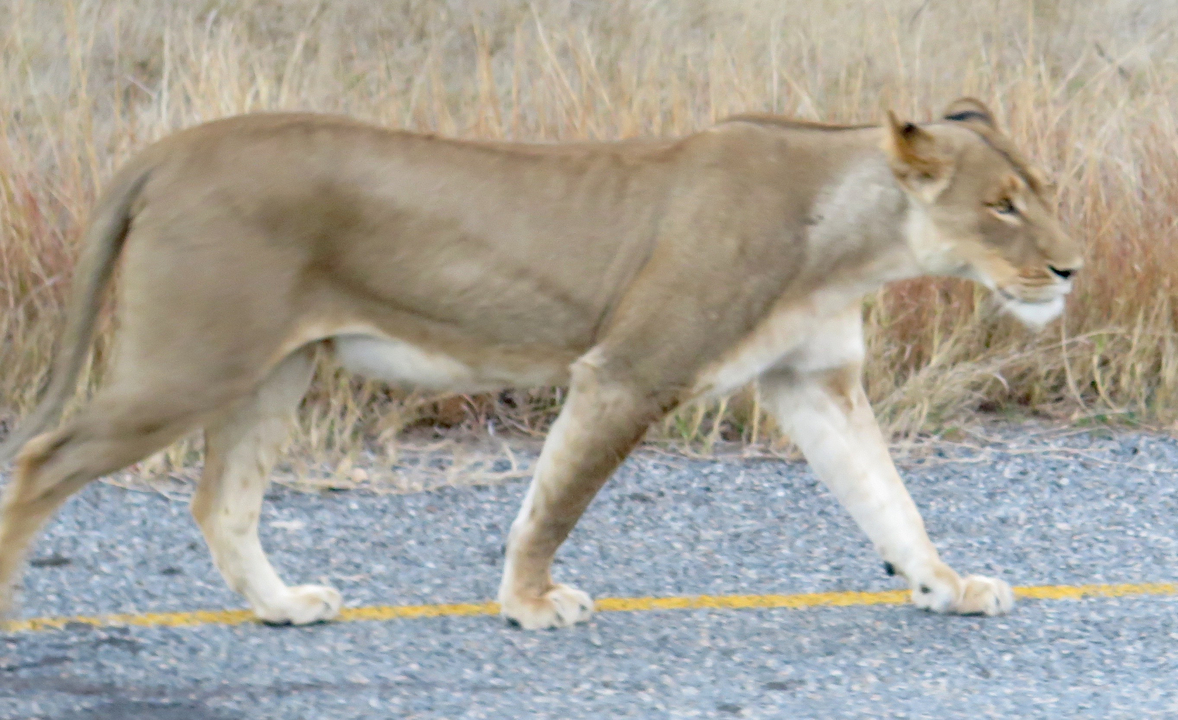 A lioness walking on a paved road.