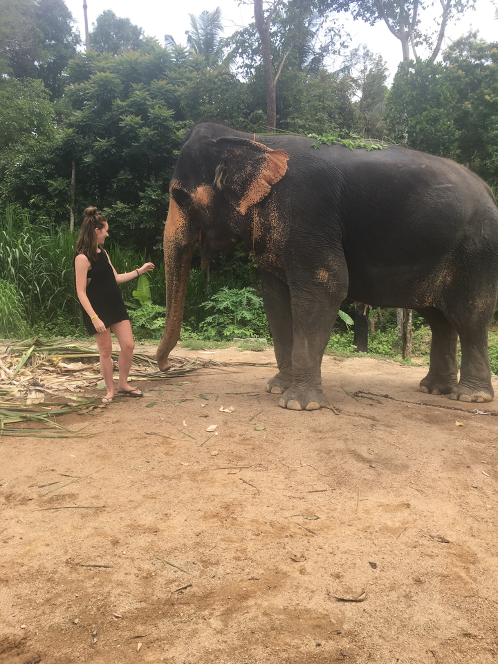 Person interacting with an elephant in a natural setting.