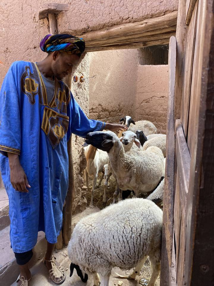 Man in traditional attire feeding sheep indoors.