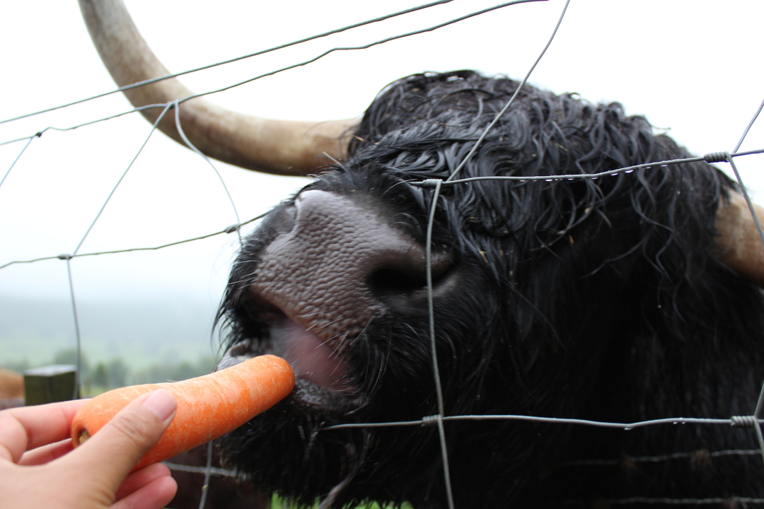 Highland cow being fed a carrot through a fence.