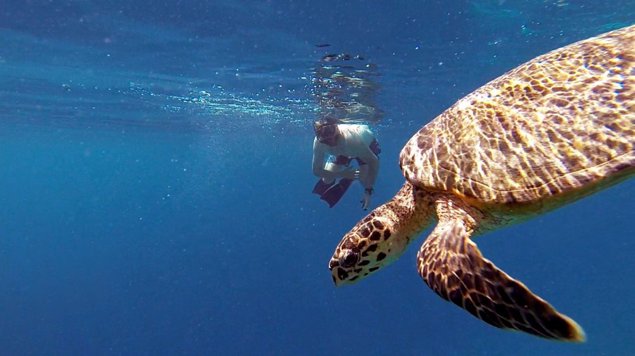 Snorkeler swimming next to a sea turtle underwater.