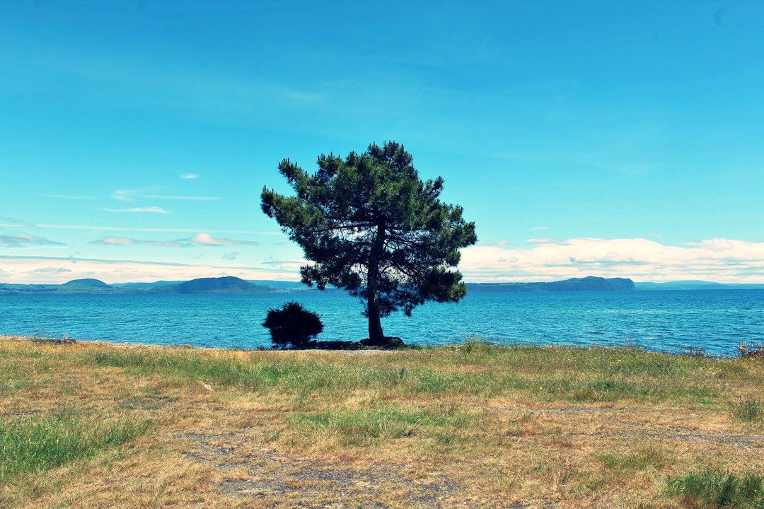 Lone tree by a lake under a clear blue sky.
