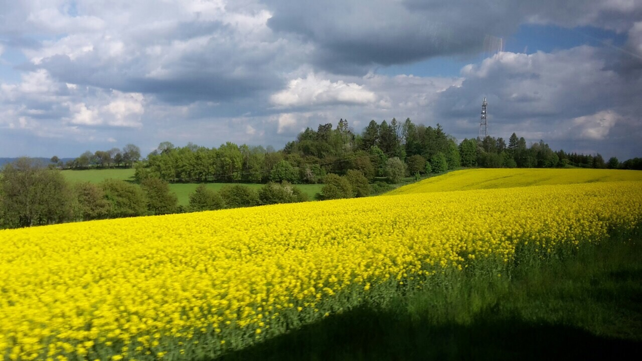 Vast field of yellow flowers with trees and a cloudy sky.