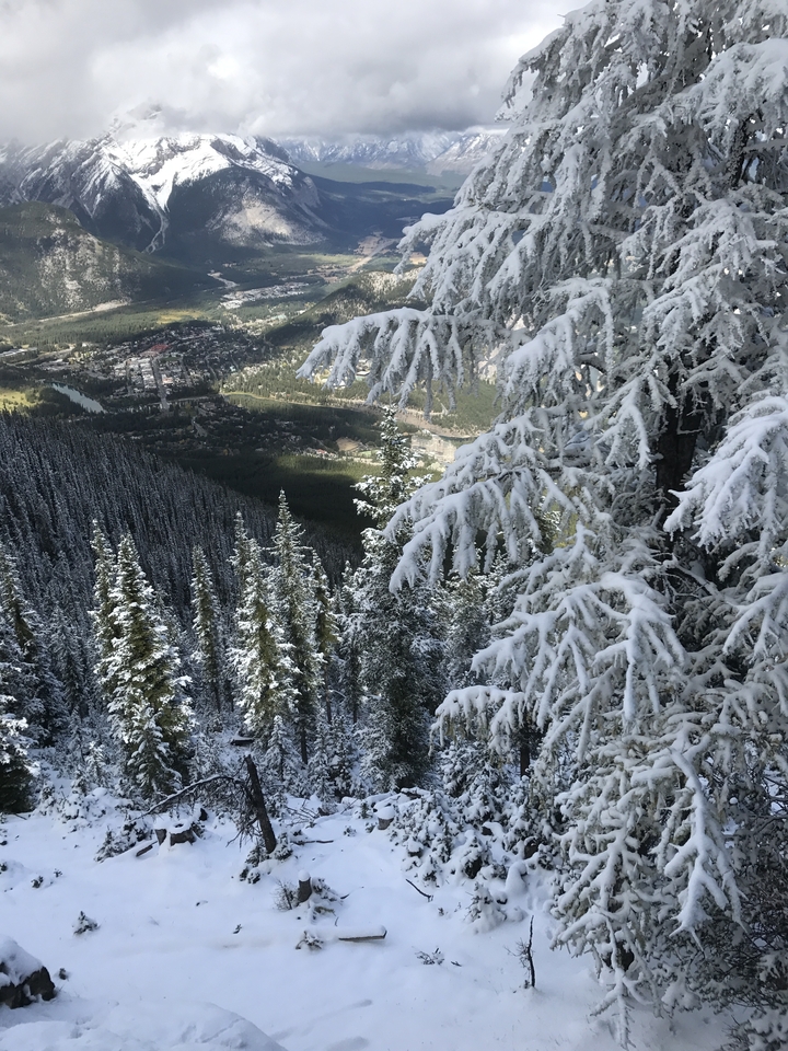 Arbres enneigés surplombant une vallée.