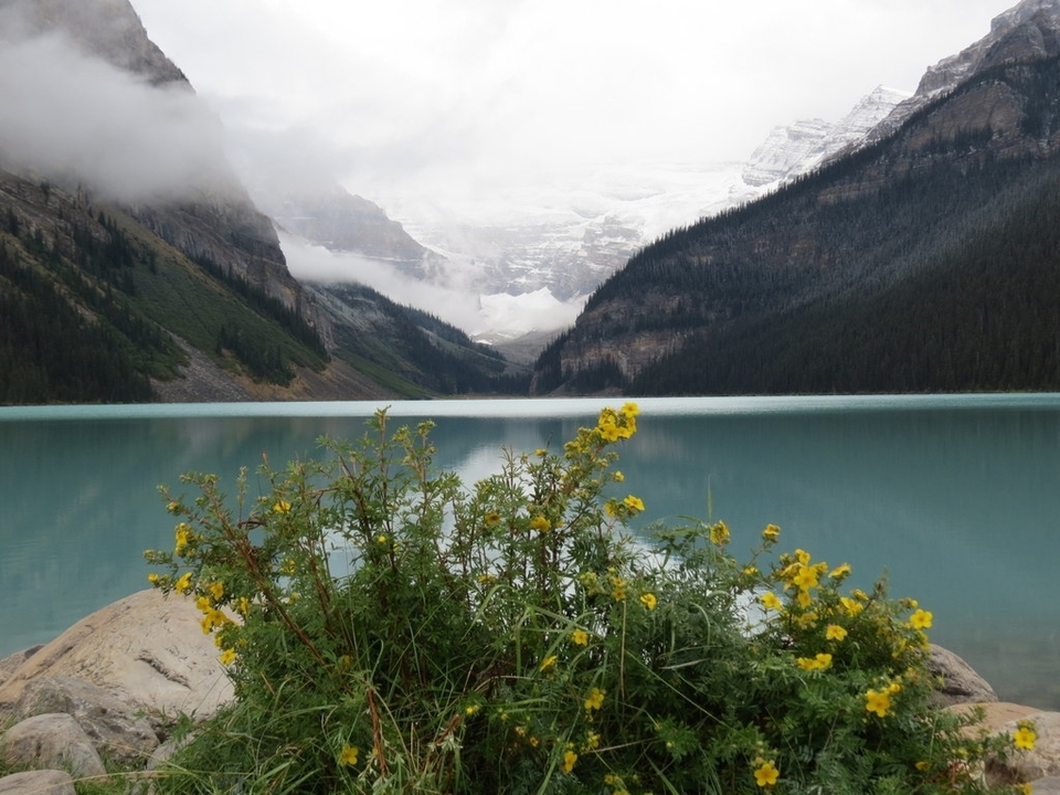 Flowers and a tranquil lake with misty mountains.