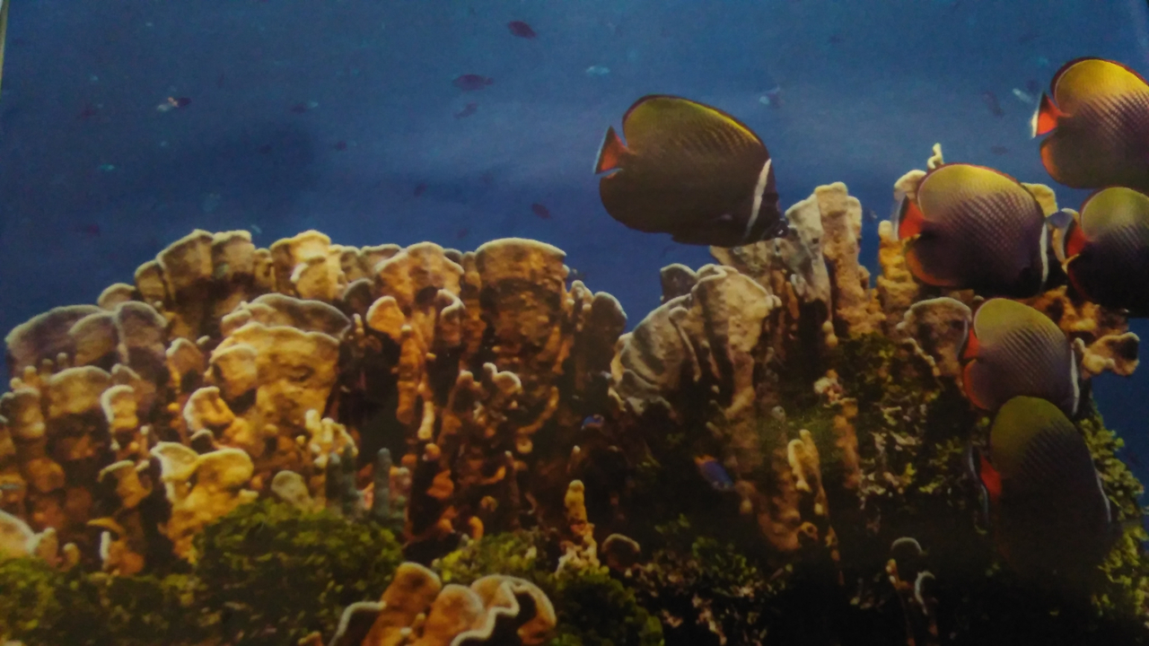 Scène sous-marine avec des coraux et des poissons qui nagent.