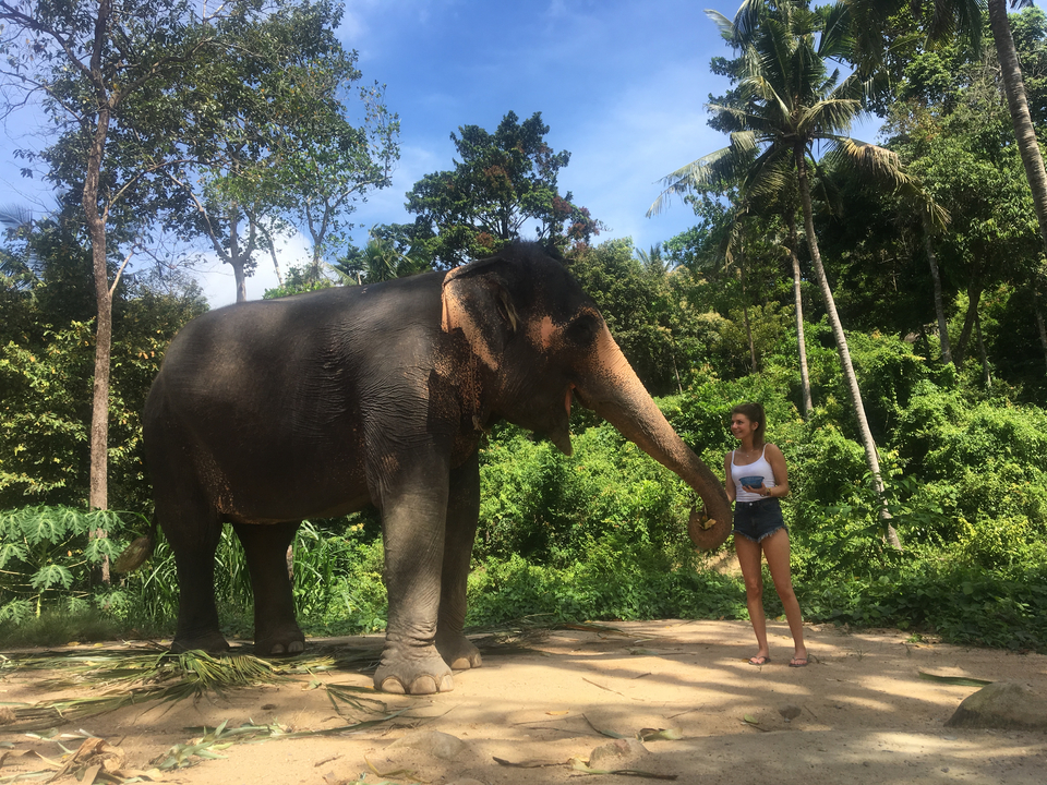 Person standing beside an elephant in a green setting.