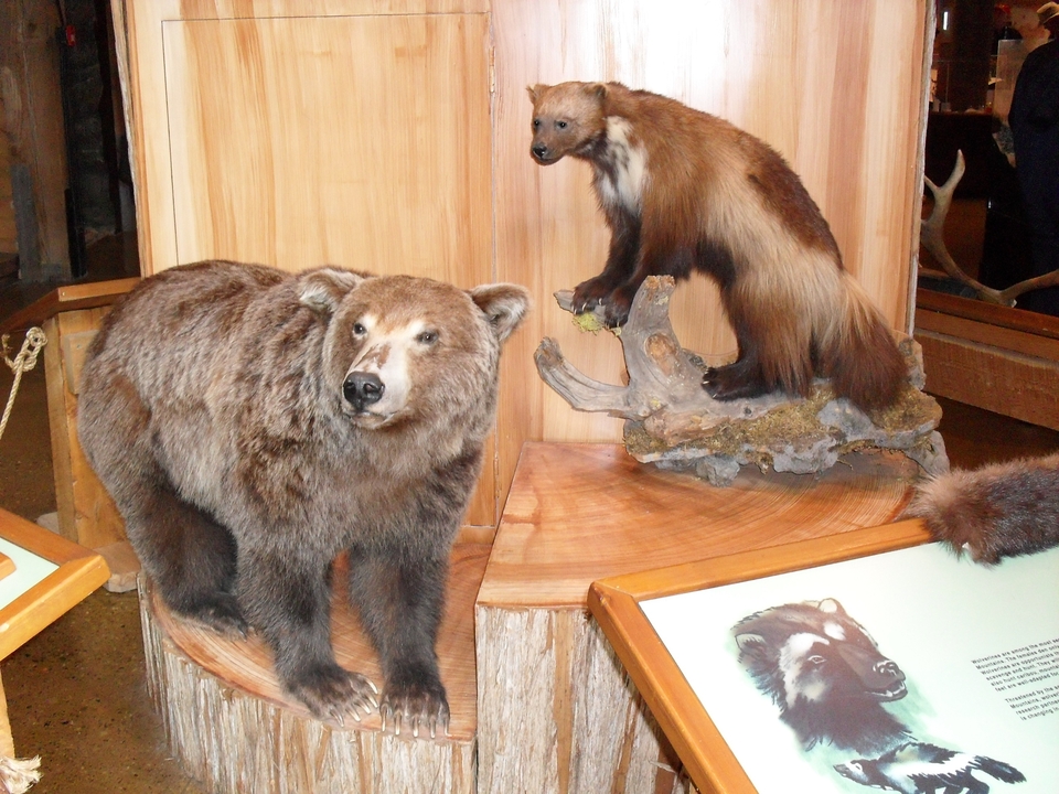 Ours en peluche et exposition d'animaux dans un musée.