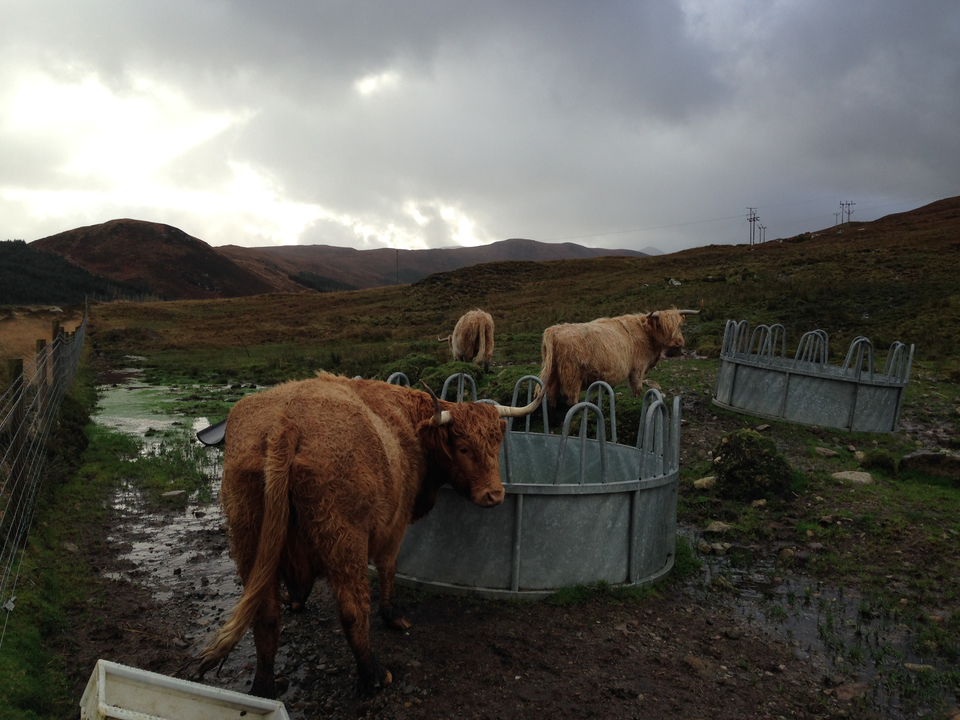 Group of highland cattle in a rugged landscape.