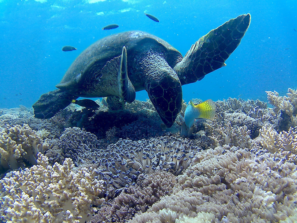 Underwater scene of a sea turtle among coral reefs.