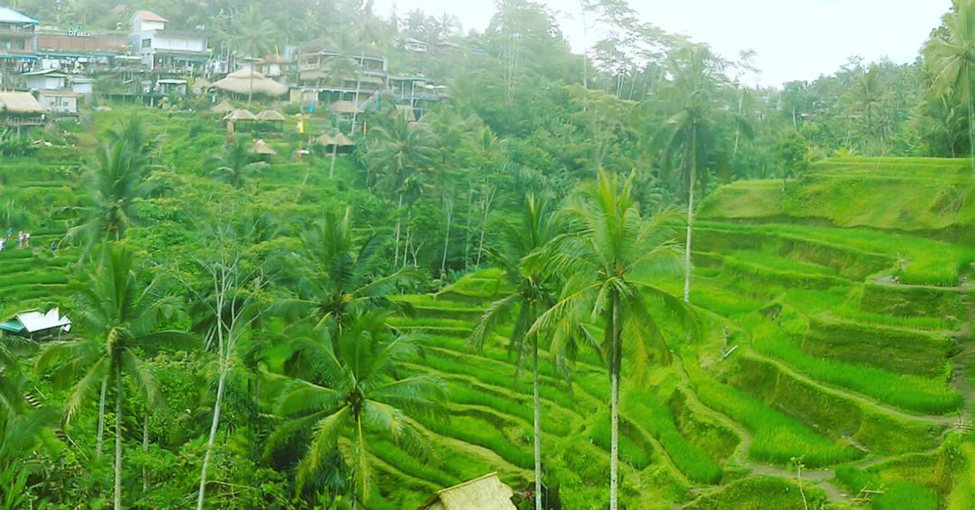 Lush green rice terraces with coconut trees and small houses.