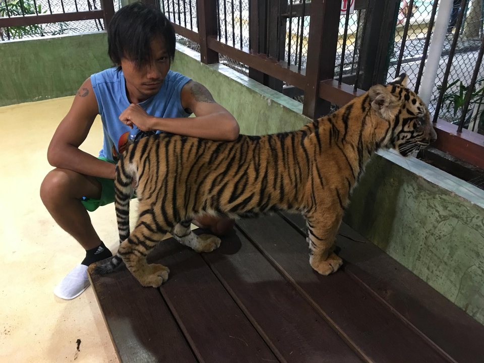 Person posing with a tiger cub in an enclosure.