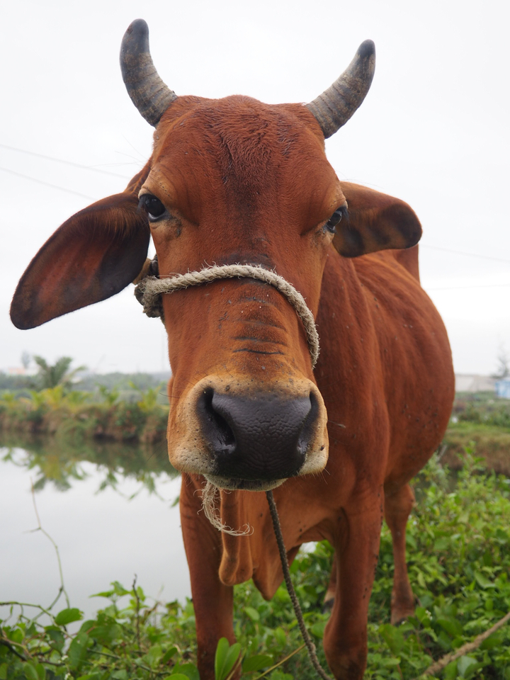 Close-up of a cow on a rural road.