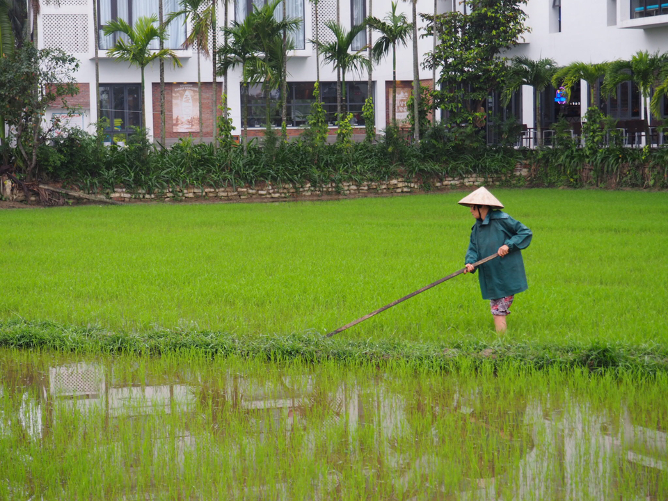 Person working in a lush green rice paddy.