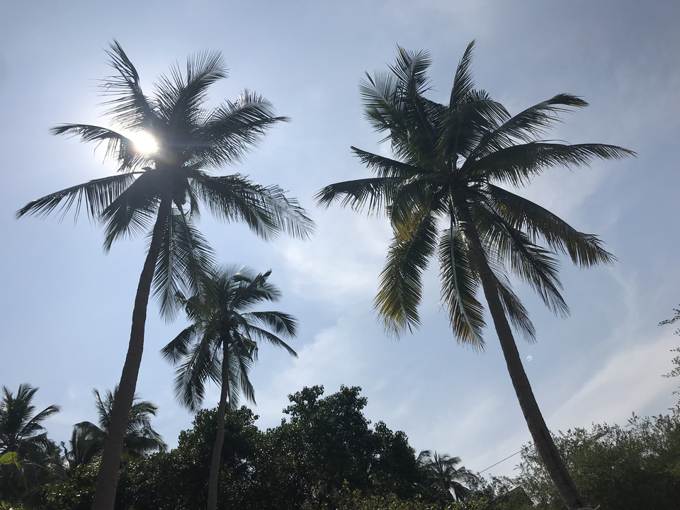 Tall palm trees against a clear blue sky.