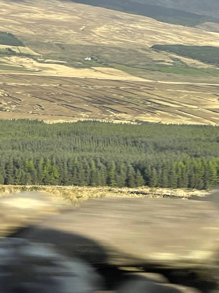 Upright image of trees and landscape.