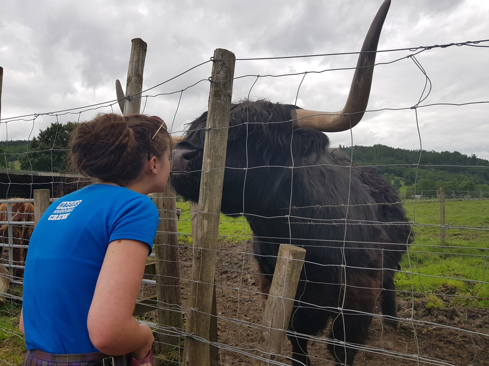 Person affectionately interacting with a Highland cow across a fence.
