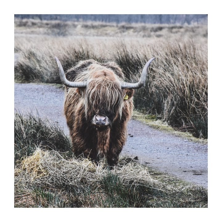 Highland cow standing on a rural pathway.