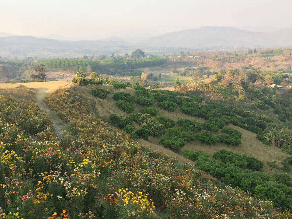 Scenic view of hills and fields with flowers.