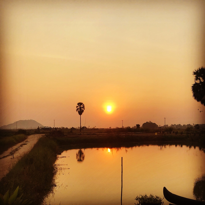 Sunset over fields with a few trees.