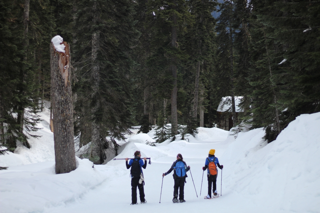 Three people hiking in the snowy forest.