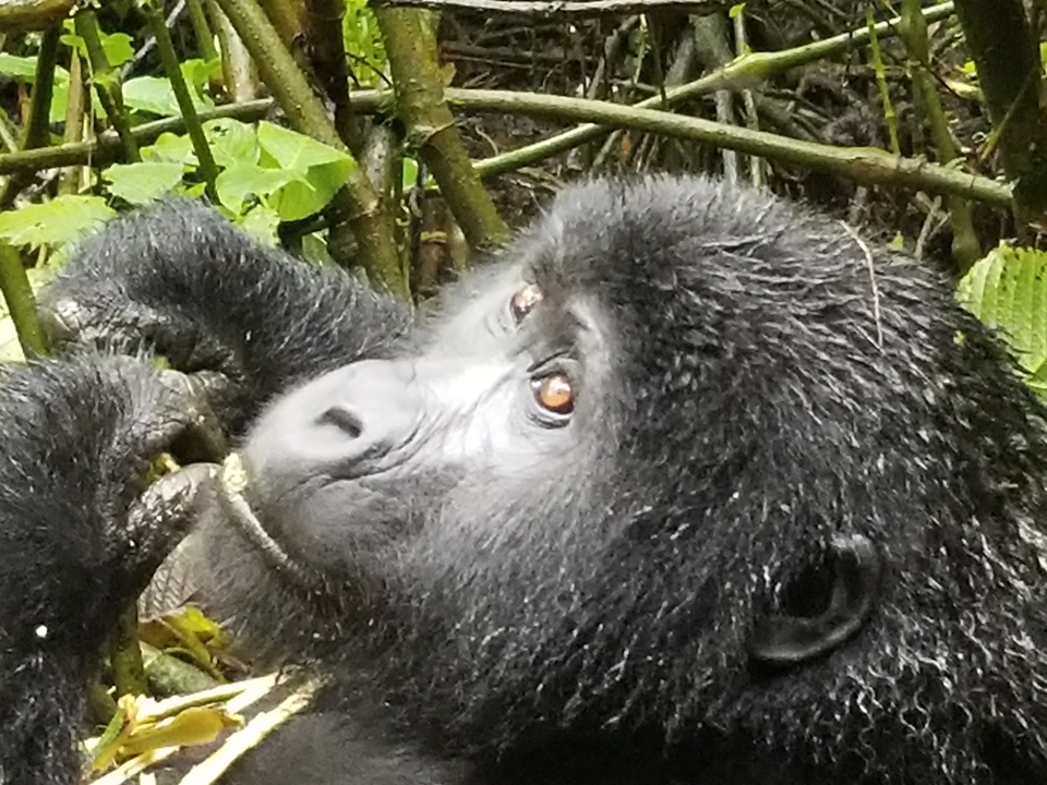 Gros plan d'un gorille mangeant du feuillage.
