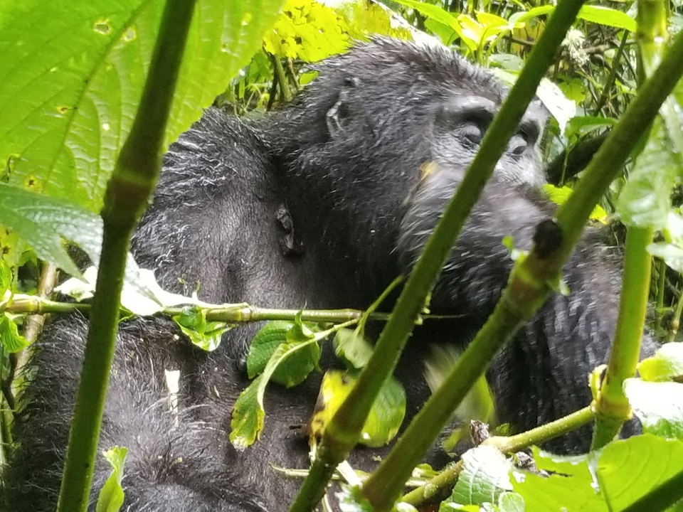 Gorille dans le feuillage regardant devant lui.