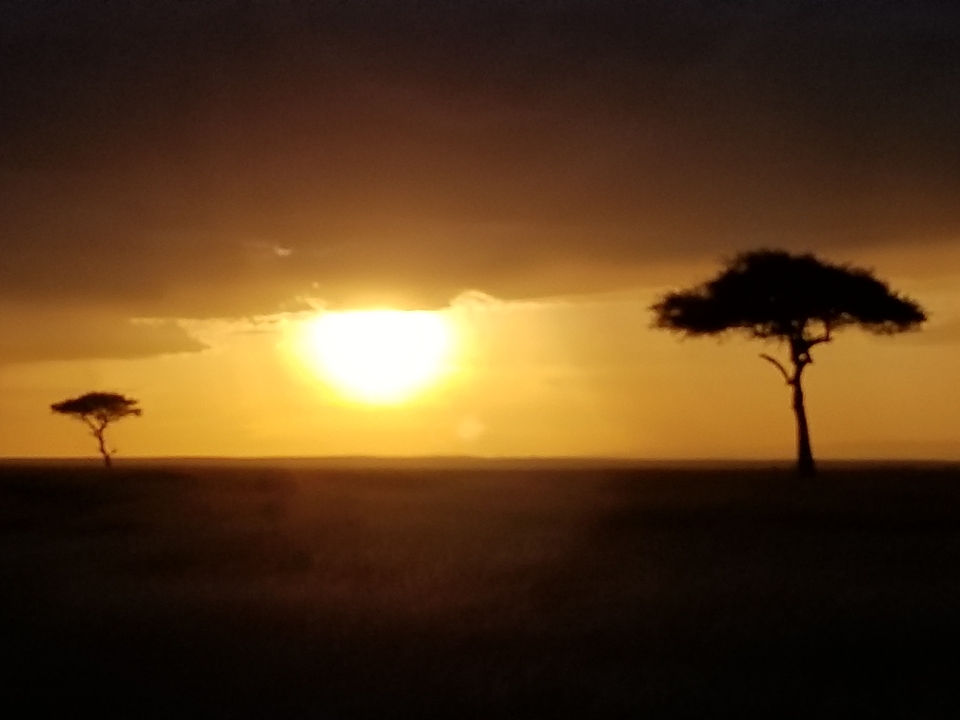 Silhouette d'acacias sur fond de ciel couchant.