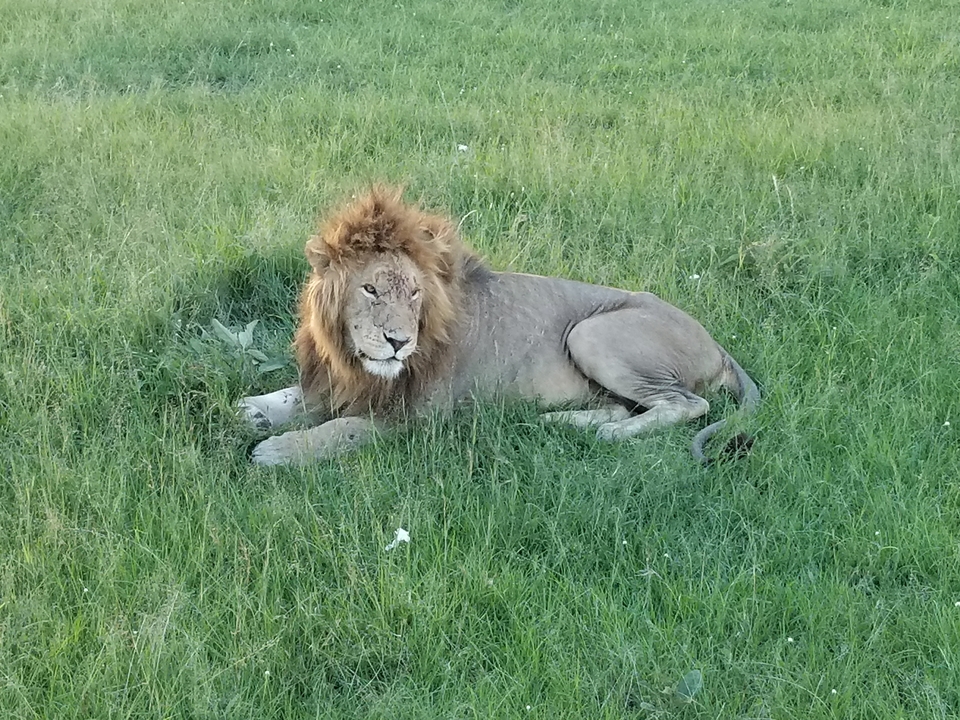Lion se reposant sur l'herbe dans un parc safari.
