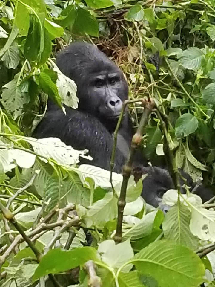 Gorille entouré de feuilles vertes dans une forêt tropicale.