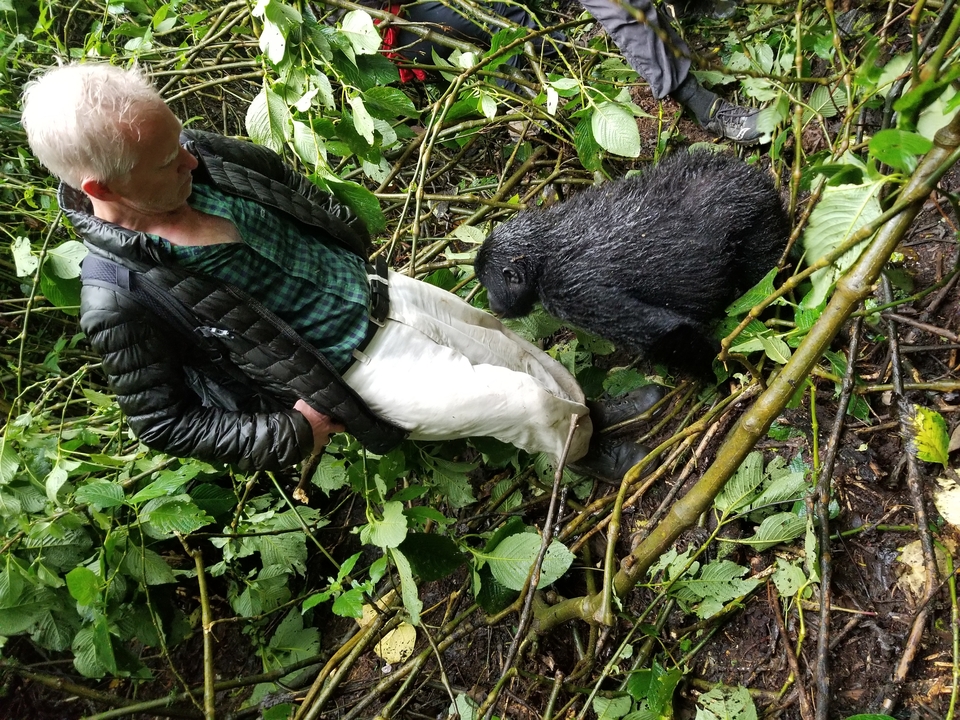 Personne se tenant près d'un jeune gorille dans la forêt.