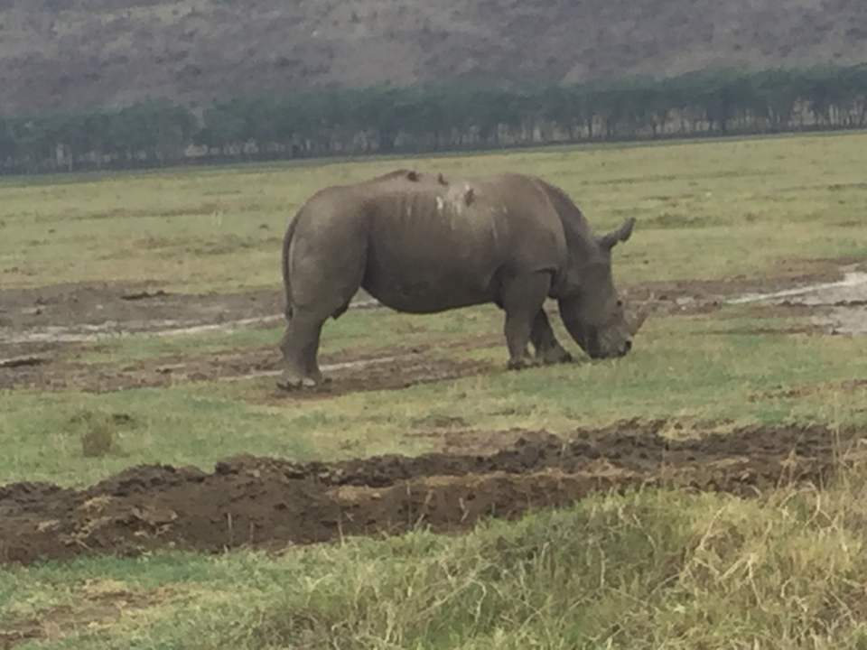A rhinoceros grazing in an open grassy area.