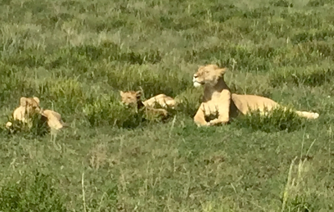 Lions resting in the grass with heads raised.