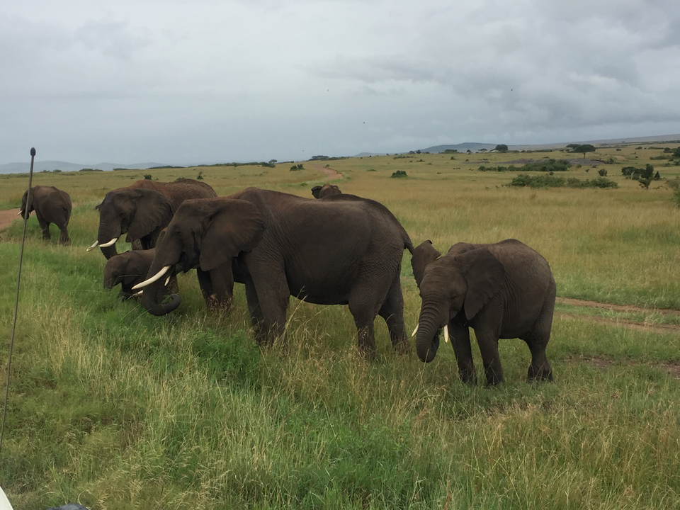 A herd of elephants walking through the grassland.