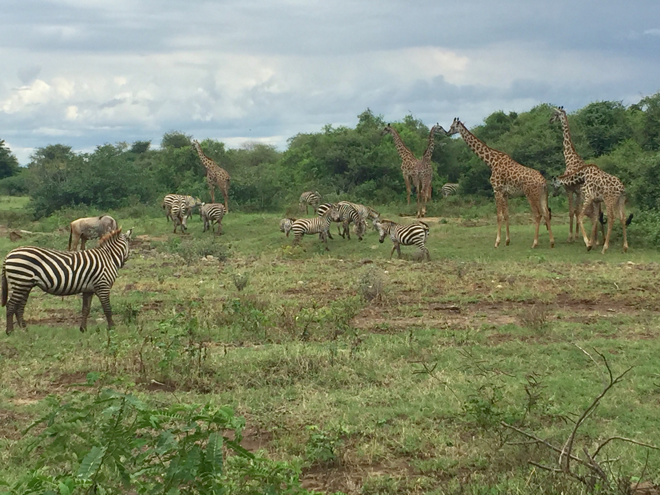 Zebras and giraffes in an open field with bushes and trees.