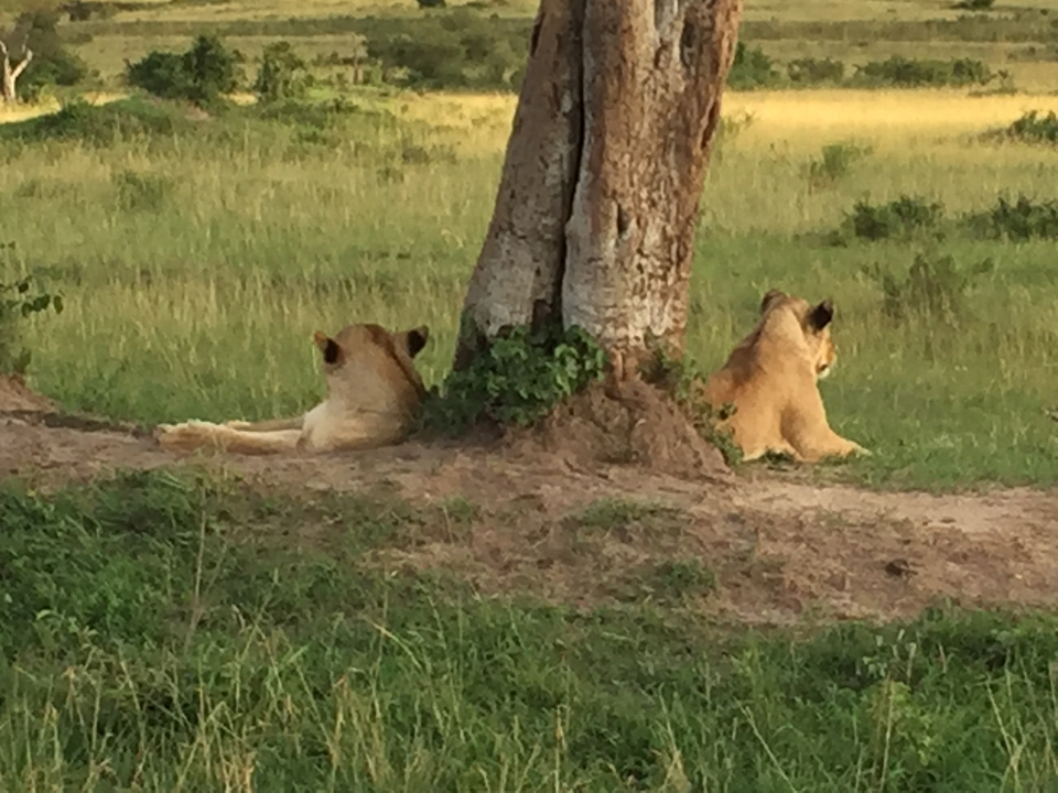 Two lions resting under a tree in the savannah.