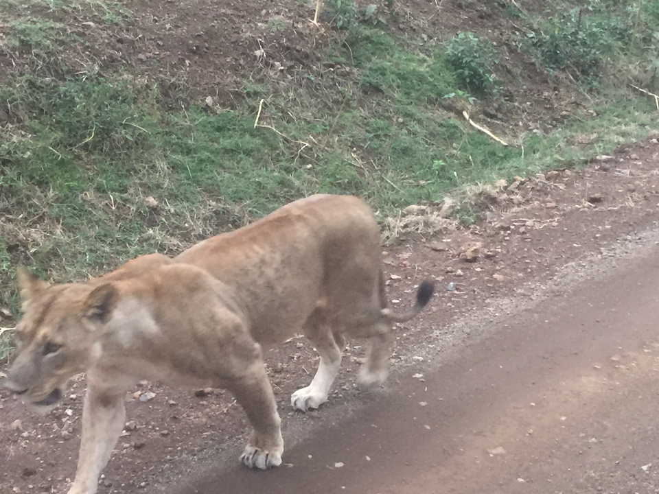 A lion walking along a dirt road in a natural setting.