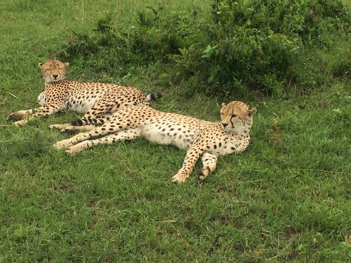 Two cheetahs resting in the grassy savannah.