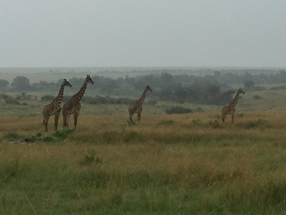 Four giraffes standing on an open plain under a cloudy sky.