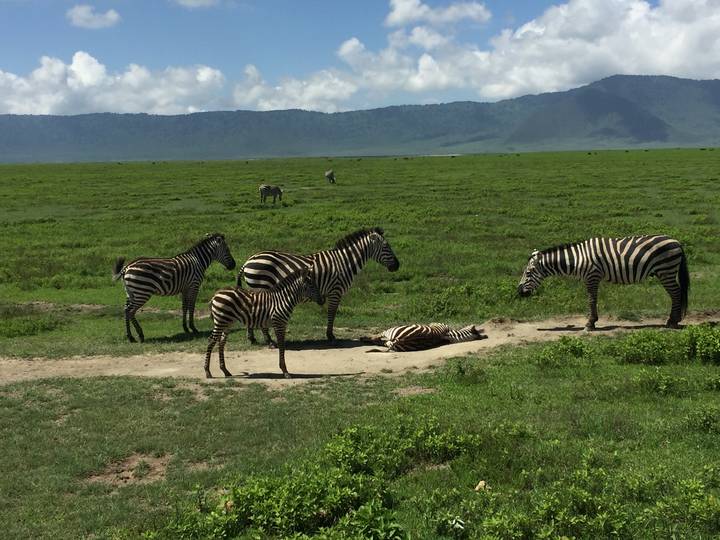 Zebras socializing in an open plain with lush vegetation.
