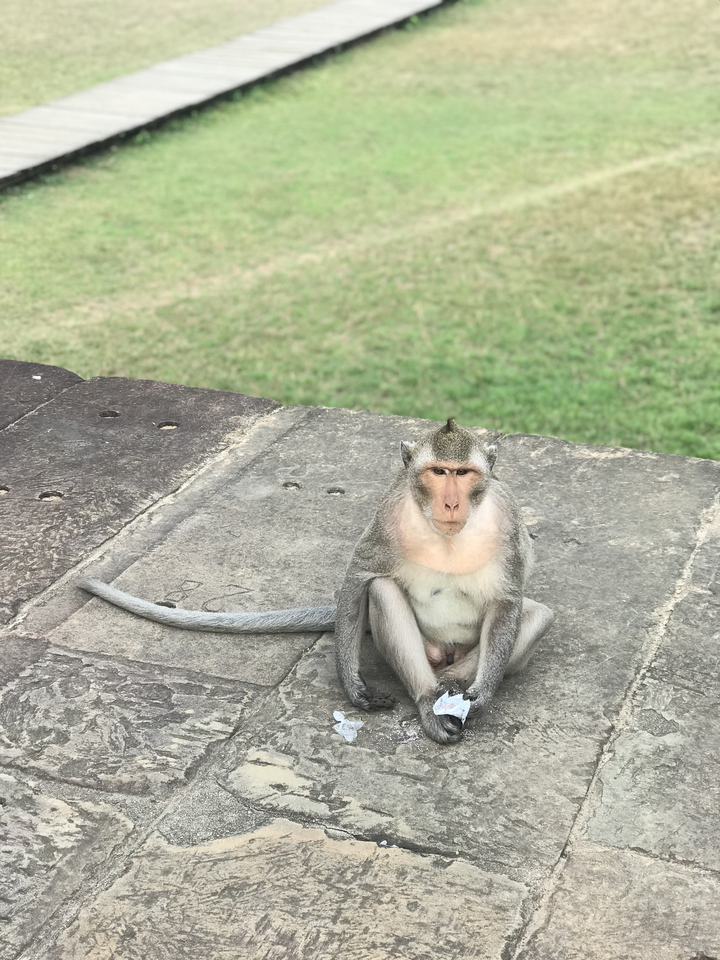 A solitary monkey sitting calmly on a stone surface.